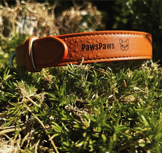 PawsPaws Poseidon